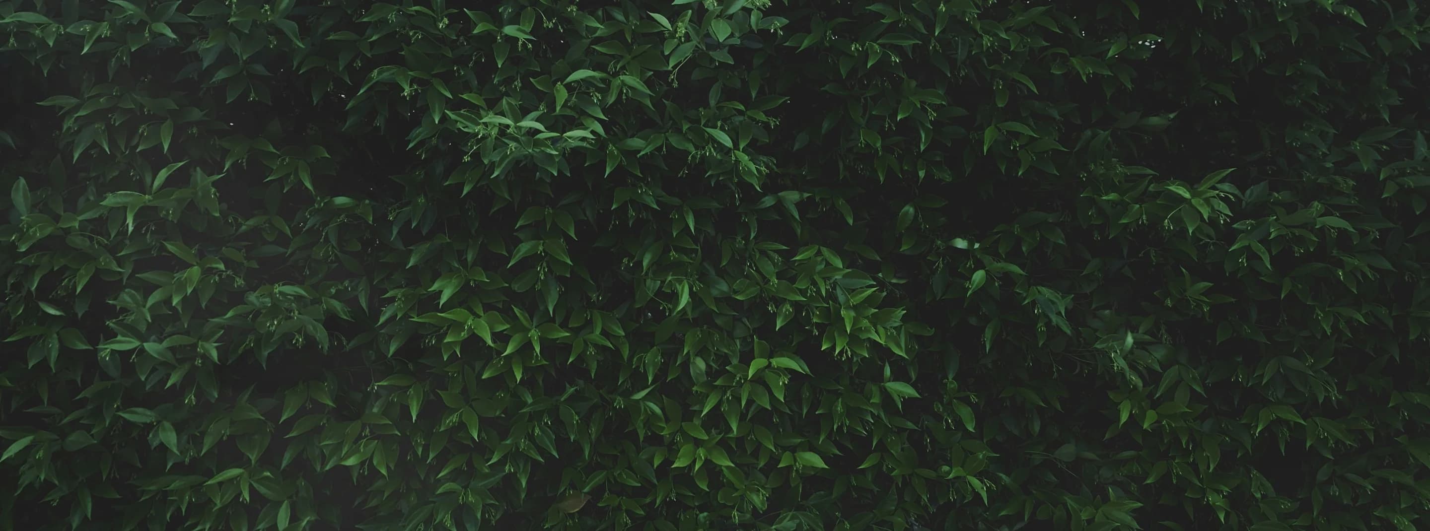 environment